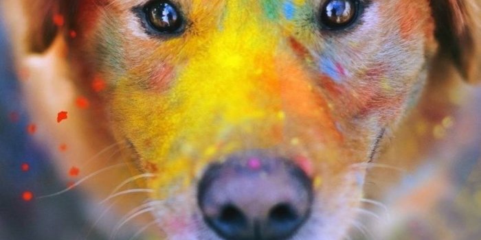 853x1280 Colorful Dog Wallpaper by e_wNdY - 30 - Free on ZEDGE™