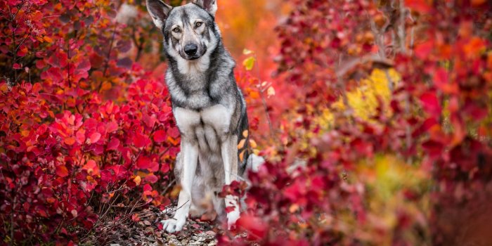 2048x1196 dog, Animals, Nature, Colorful Wallpapers HD / Desktop and Mobile