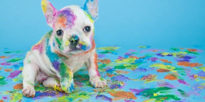 2596x1767 Puppy HD Wallpaper | Background Image | 2596x1767 | ID:721648