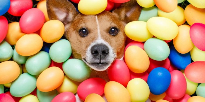 1332x850 Wallpaper dog, colorful, Easter, happy, dog, Easter, eggs, holiday