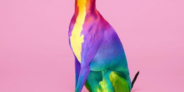 1080x1335 Jane Cee on Rainbow | Cute animals, Colorful animals, Animals