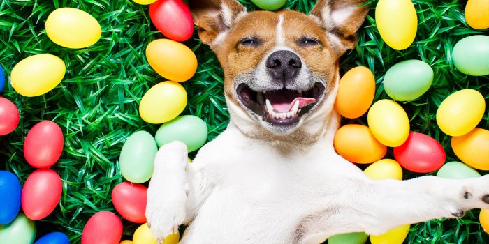 3840x2160 Wallpaper Happy dog, colorful eggs, grass 3840x2160 UHD 4K Picture