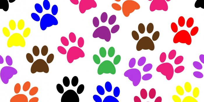 1920x1920 Dog Paws Wallpaper (41+ images)