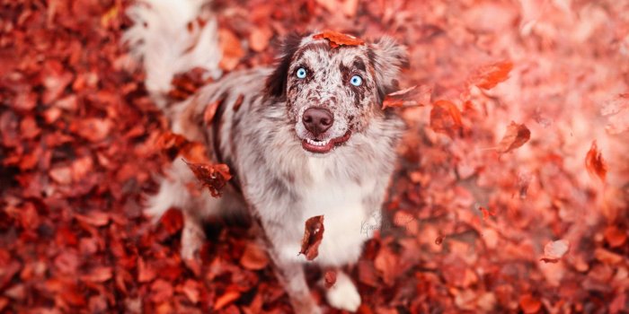 1920x1274 2987965 colorful leaves fall animals dog wallpaper and background