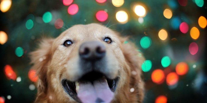 1920x1080 dog, Animals, Bokeh, Labrador Retriever, Lights, Colorful Wallpapers