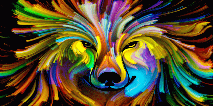 1920x1080 colorful dog [1920x1080] : wallpaper