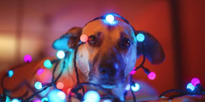 1920x1200 Wallpaper Dog, colorful holiday lights 1920x1200 HD Picture, Image
