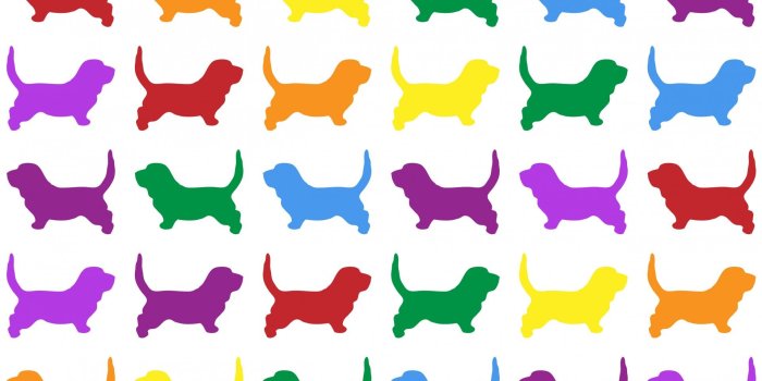 1920x1280 Dog,dogs,colorful,rainbow,colors - free photo from needpix.com