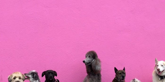 1080x1685 100+ Dogs Pictures | Download Free Images on Unsplash