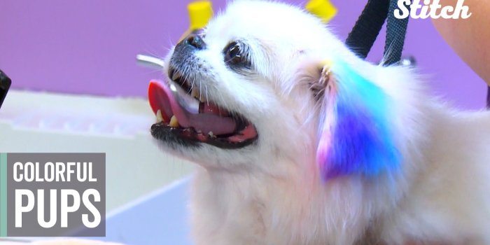 1920x1080 Dogs get colorful makeovers