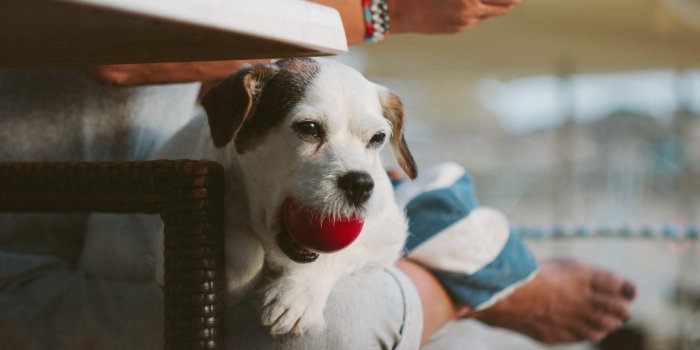1600x1066 Woman Outdoors Pet Cute Blur Colorful Portrait Colourful Dog