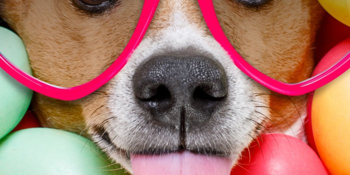 1440x2960 Humor/Dog (1440x2960) Wallpaper ID: 762602