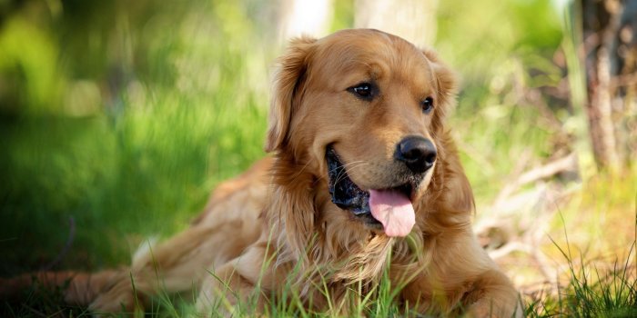 2560x1600 Backgrounds, Dogs,download High Definition, Pets, Retriever,animals