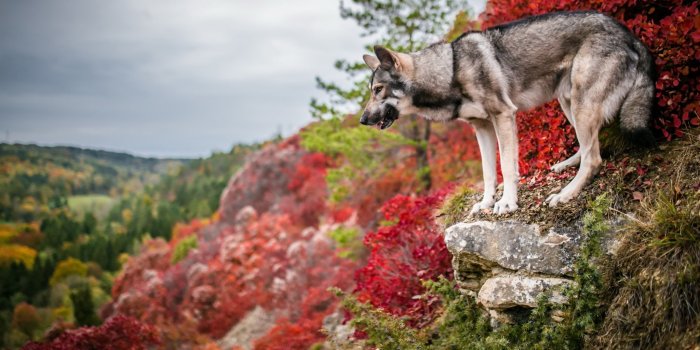 2048x1195 HD wallpaper: animals, background, bulldog, Colored, dogs, snout