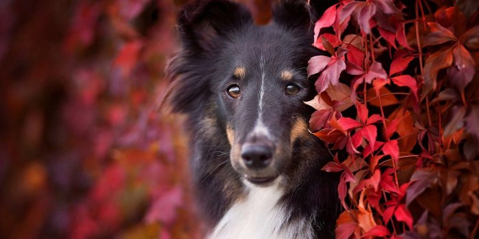 1332x850 Wallpaper autumn, look, face, leaves, foliage, portrait, dog, puppy