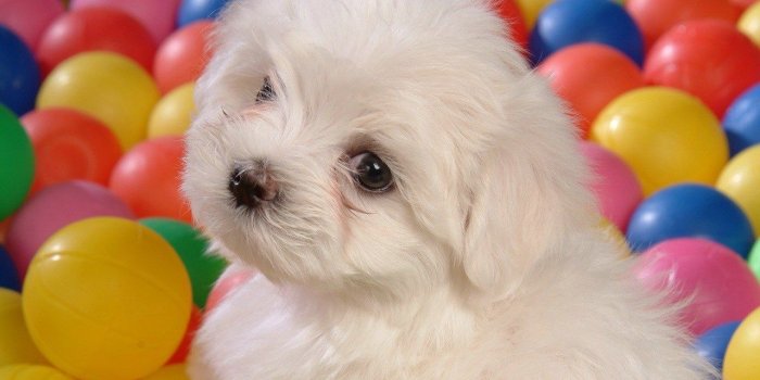 1280x1024 Baby Dog Wallpaper White Puppy Among Colorful Balls Beauty Looking