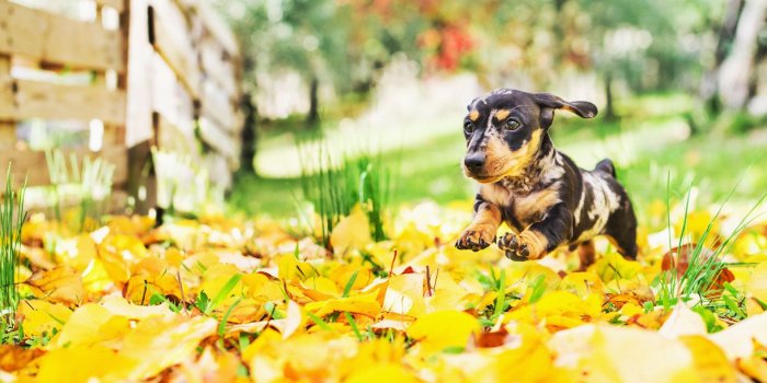 1920x1200 Download wallpapers Dachshund, autumn, dogs, close-up, colorful