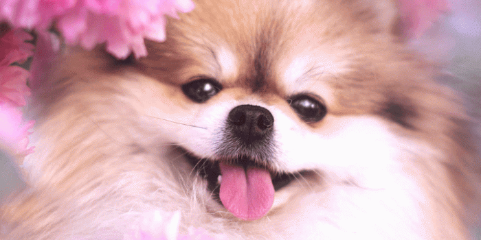 720x1280 animals, baby, background, beautiful, beauty, cat, color, colorful