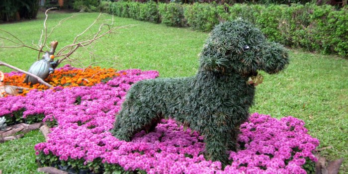1920x1080 1024x576 wallpapers Page 1466: Lovely Garden Colorful Dog Flower