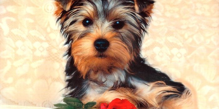 1024x768 Funny Colorful Dog Wallpapers Backgrounds | Dogs Wallpapers Backgrounds