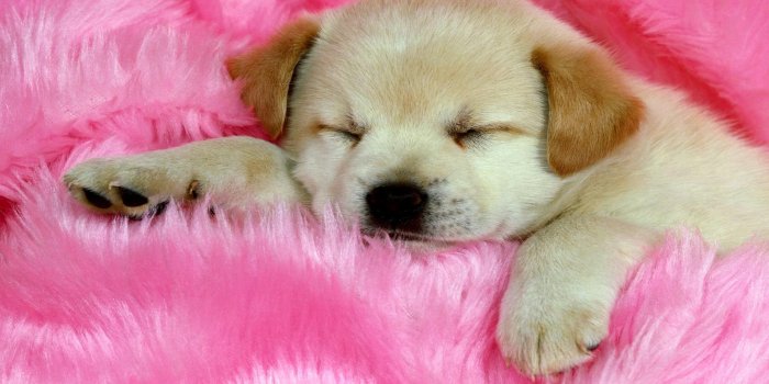 2560x1600 Dog wallpapers download