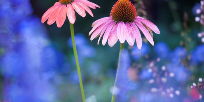 2048x1360 nature, Colorful, Dog, Animals 4K HD wallpaper | 2048x1365