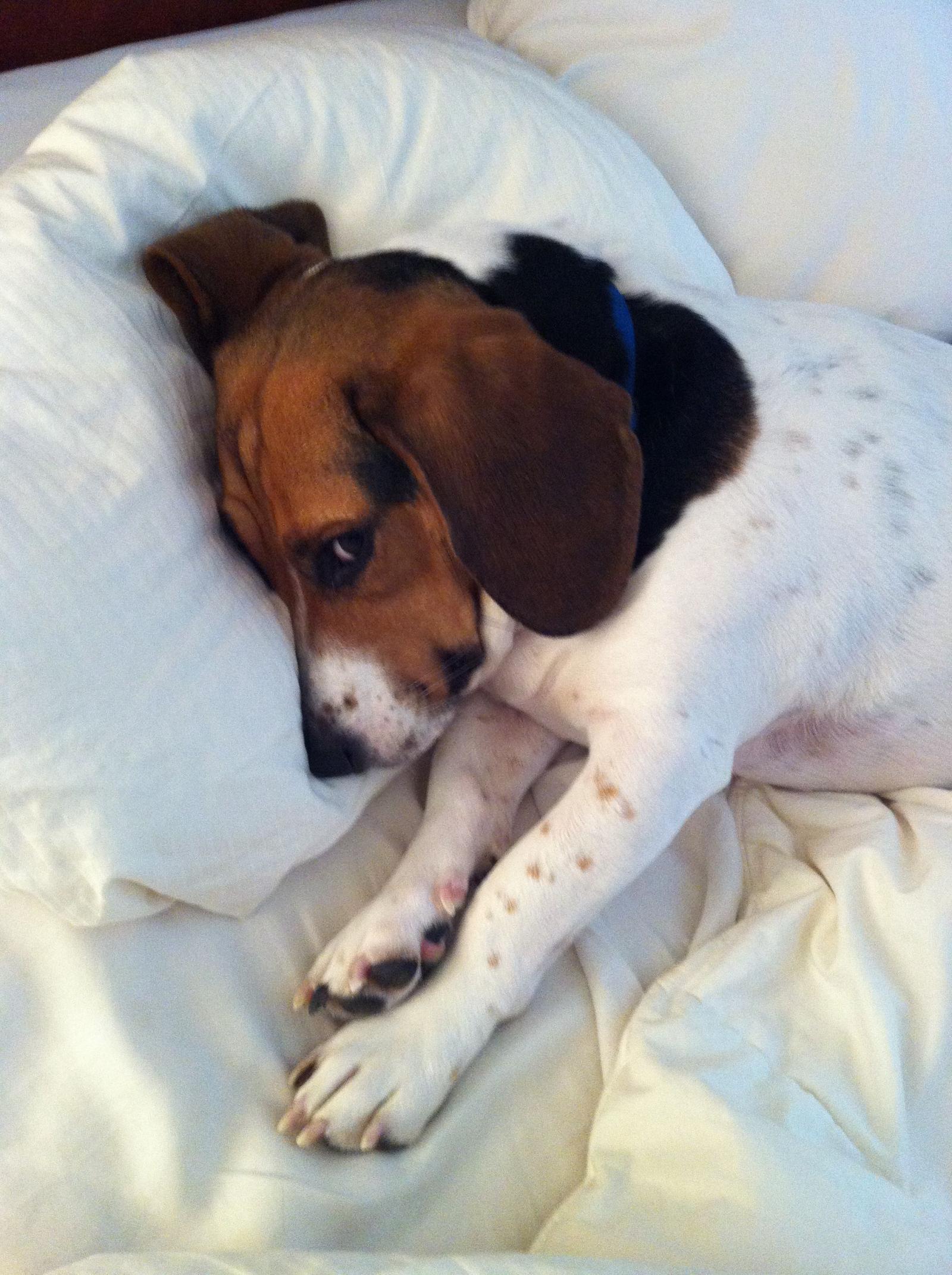 1935x2592 lol, Looks just like Gracie, our Beagle-Basset Hound Mix. Such a