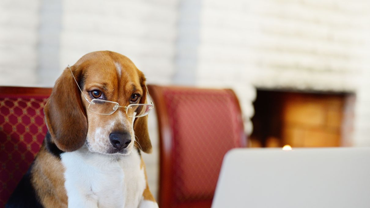 1210x680 Howstuffworks: Which Hogwarts House Does Your Dog Belong In?