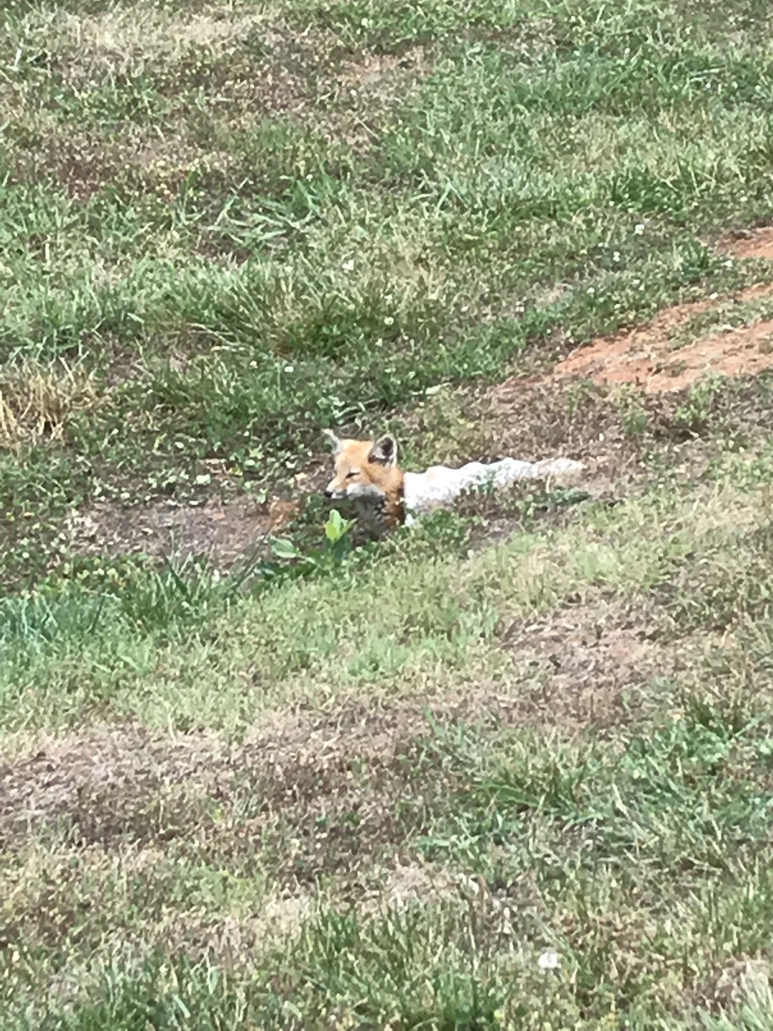 1536x2048 https://imgur.com/gallery/qGyKaUN daily https://imgur.com/THKQ3wN