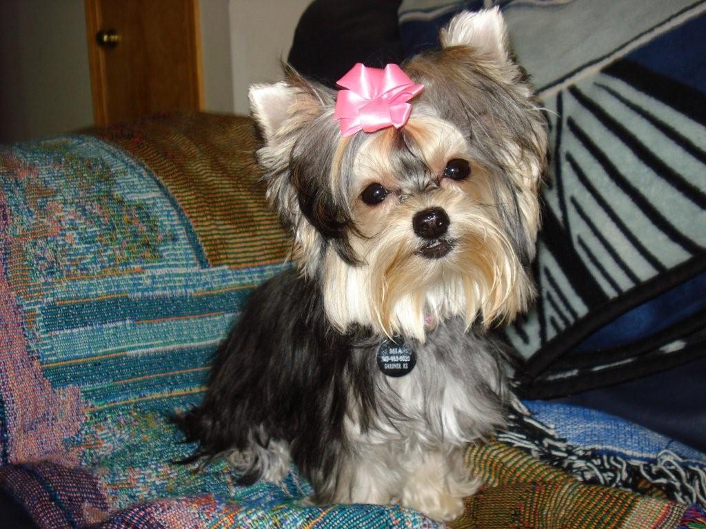 1024x768 Top 10 Punto Medio Noticias | Beagle Personality