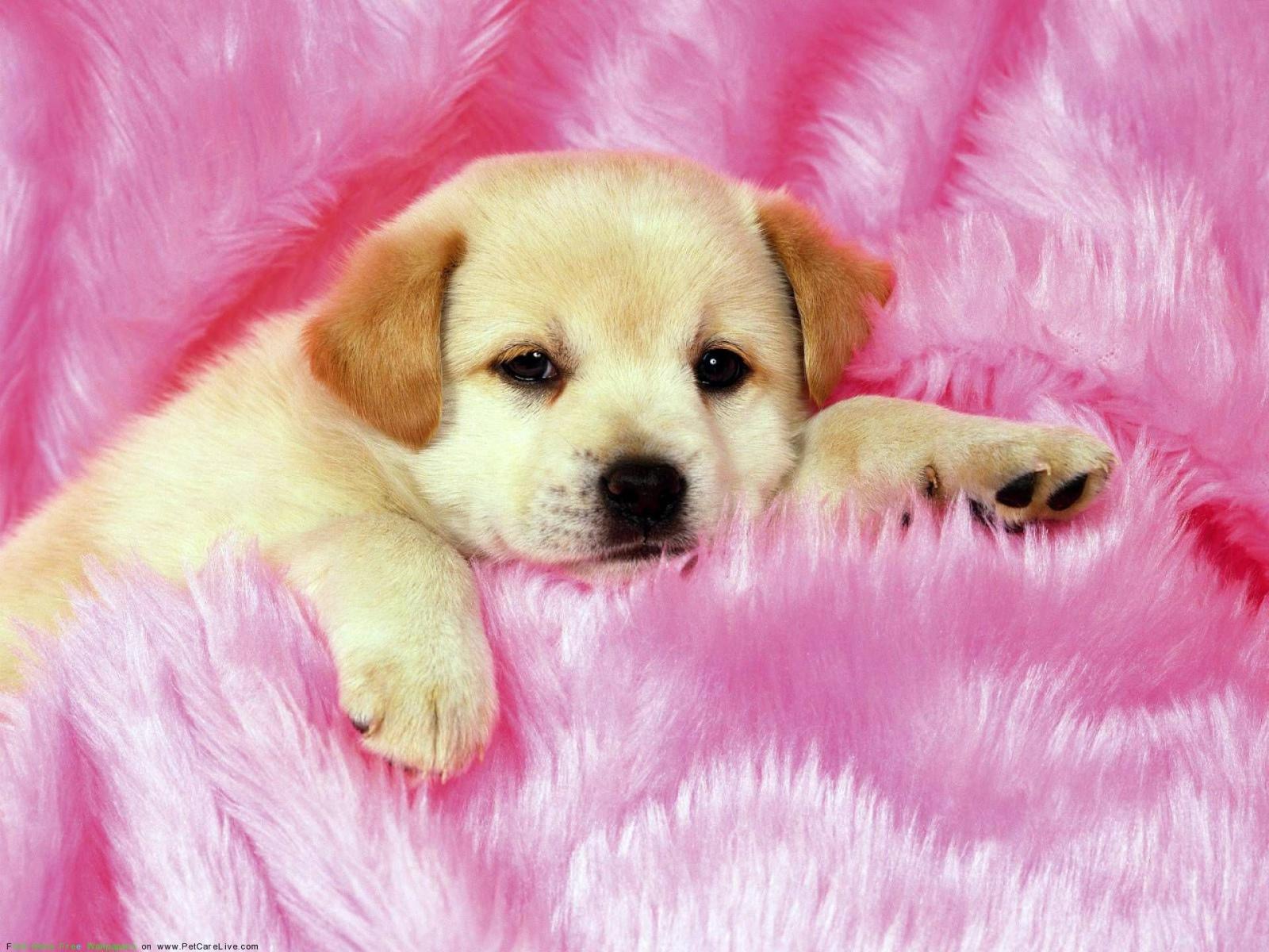 1920x1440 Cute Dogs And Puppies Wallpapers | dogs | Cute