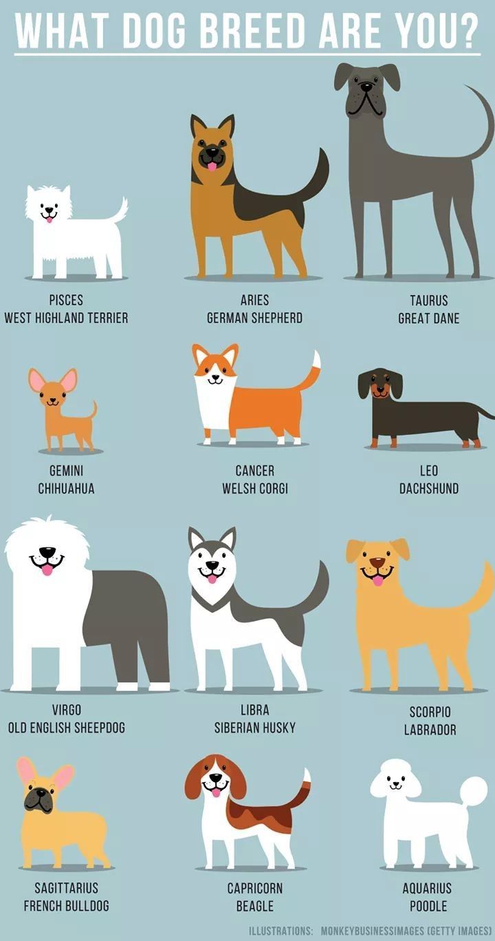 720x1368 What dog breed are you? | All Things Astrology | Zodiac signs