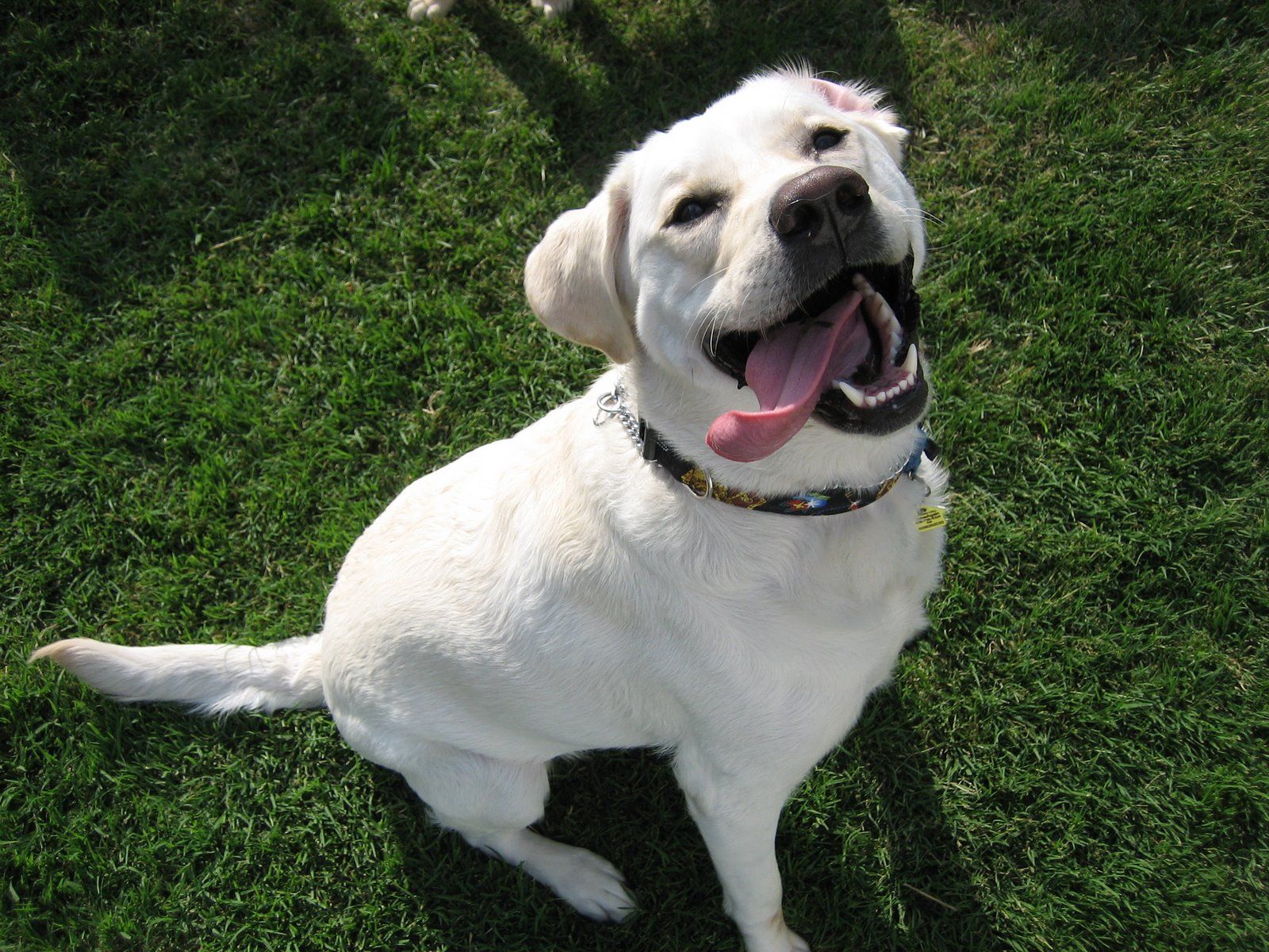 1600x1200 July | 2007 | LabradorRodeo
