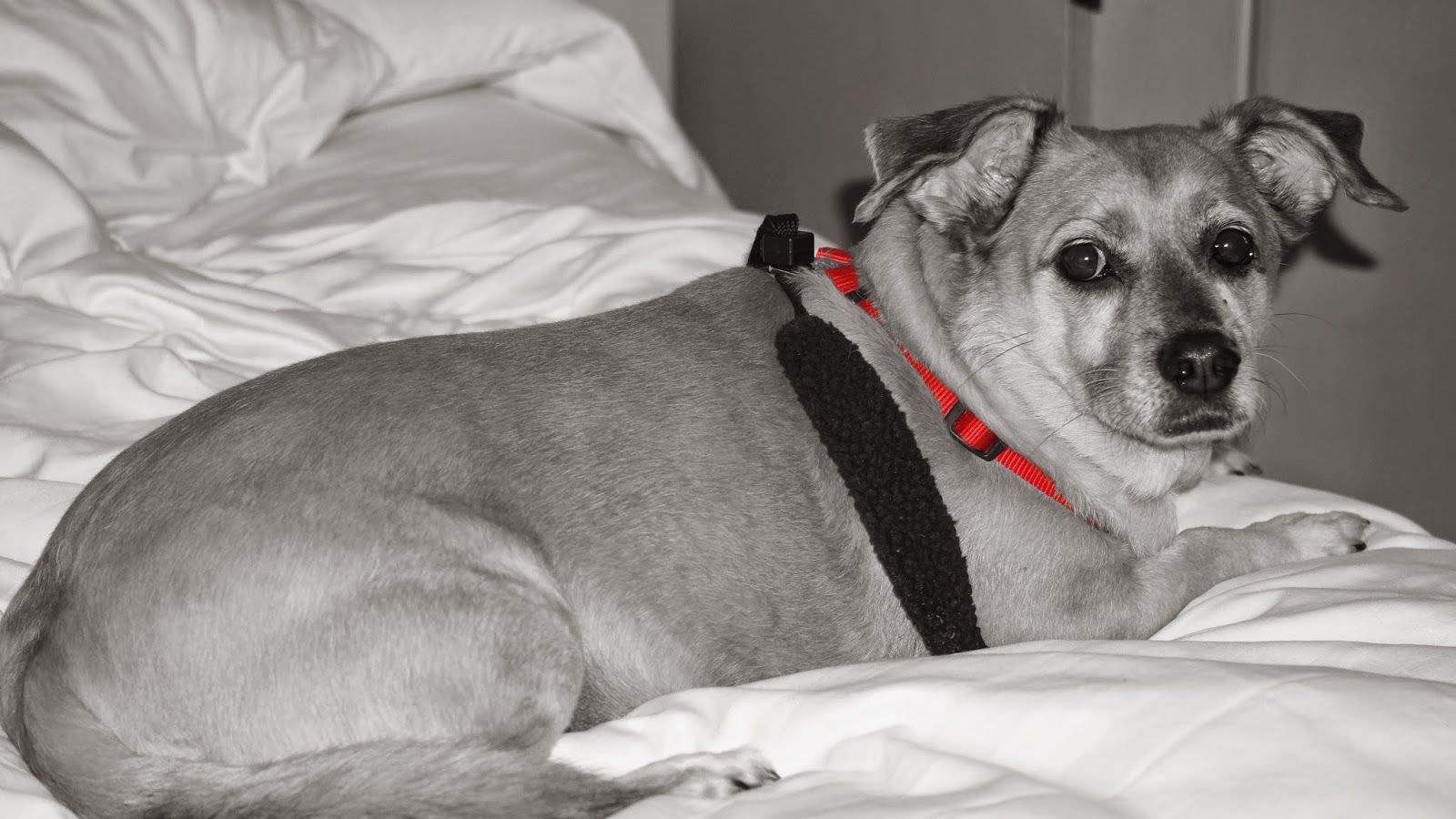 1600x900 Happy Tails and Tales Blog: My lovely Animals, yes I have a bunch!!