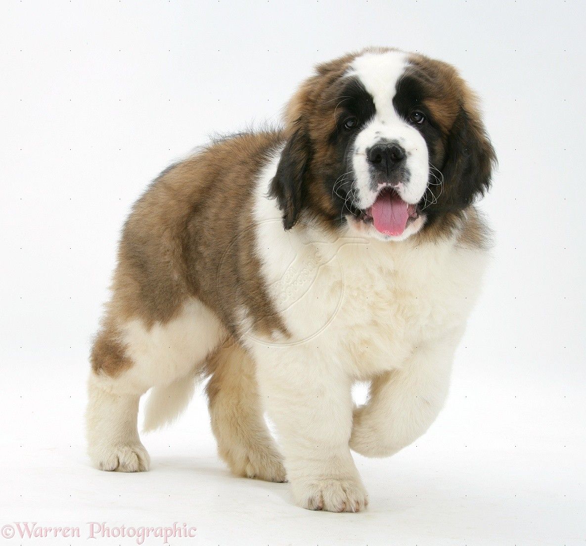 1185x1104 st bernard wallpaper | 11 st 12 st bernard puppies wallpaper 13 st