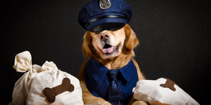 3840x2160 Wallpaper Cool dog, police, funny animals 3840x2160 UHD 4K Picture