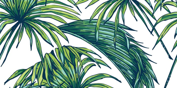1920x1278 Carasaven Greenpalmleaves Wallpaper - Palm Leaves Wallpaper Hd