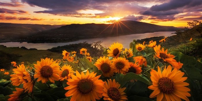 1280x804 Morning Sun Flowers wallpapers | Morning Sun Flowers stock photos