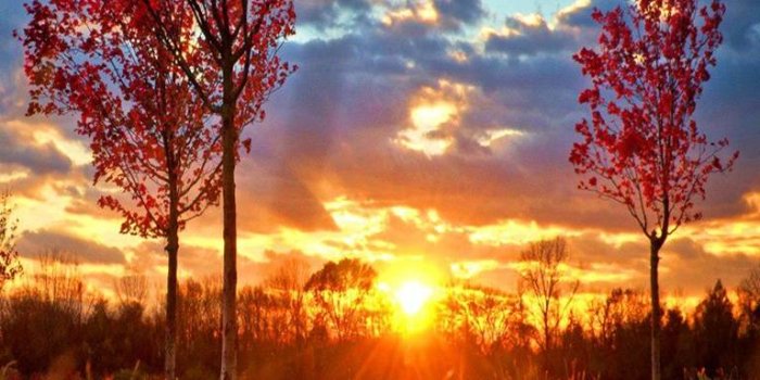 768x1280 autumn morning sun Wallpaper by __JULIANNA__ - 5a - Free on ZEDGE™