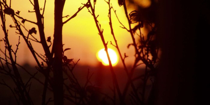 1984x1488 3106763 branches, early morning, evening sun, golden sun, morning