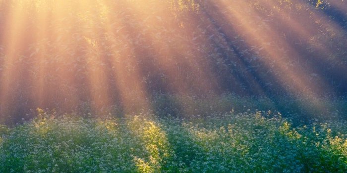 1332x850 Wallpaper rays, glade, morning, Morning Sun images for desktop