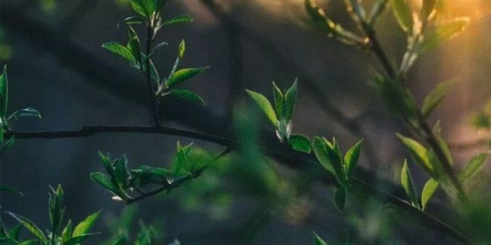 757x1354 Morning sun light trough Leaves - Idea Wallpapers , iPhone