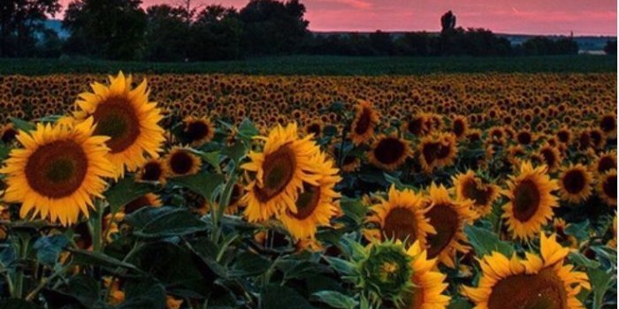 735x1090 Pink Sun Aesthetic Wallpapers - Top Free Pink Sun Aesthetic