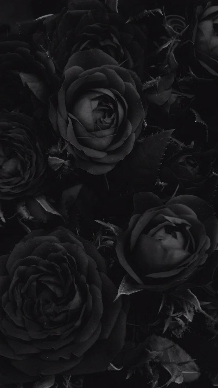 736x1310 Black soul #wallpaperiphone #wallpaper #rose #blackrose