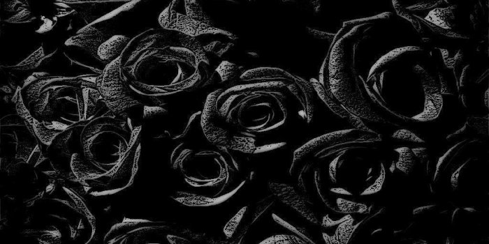 1024x768 Black Rose Wallpapers