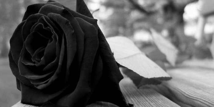 1024x768 Black Rose Wallpapers