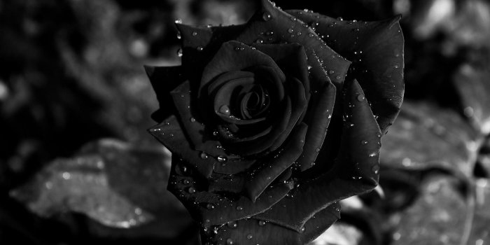 1920x1080 62+ Black Roses Wallpapers on WallpaperPlay