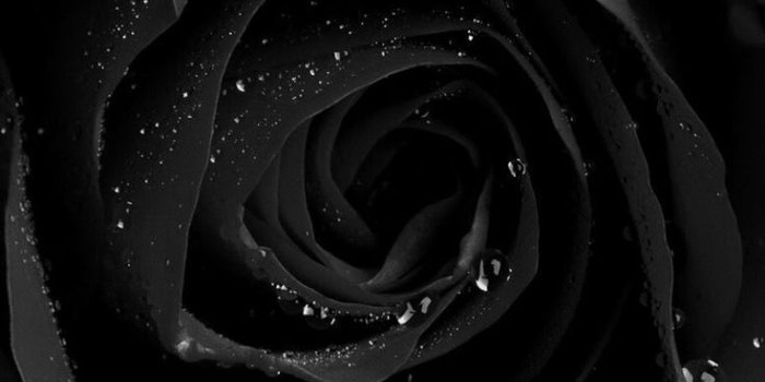 736x1160 Ro Lo on Wallpaper in 2019 | Black roses wallpaper, Black
