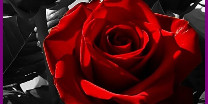 1110x1950 Black - Red Rose Black Roses (#1019220) - HD Wallpaper Download