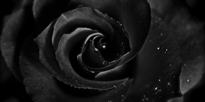 1920x1200 Black Rose Live Wallpaper for Android - APK Download